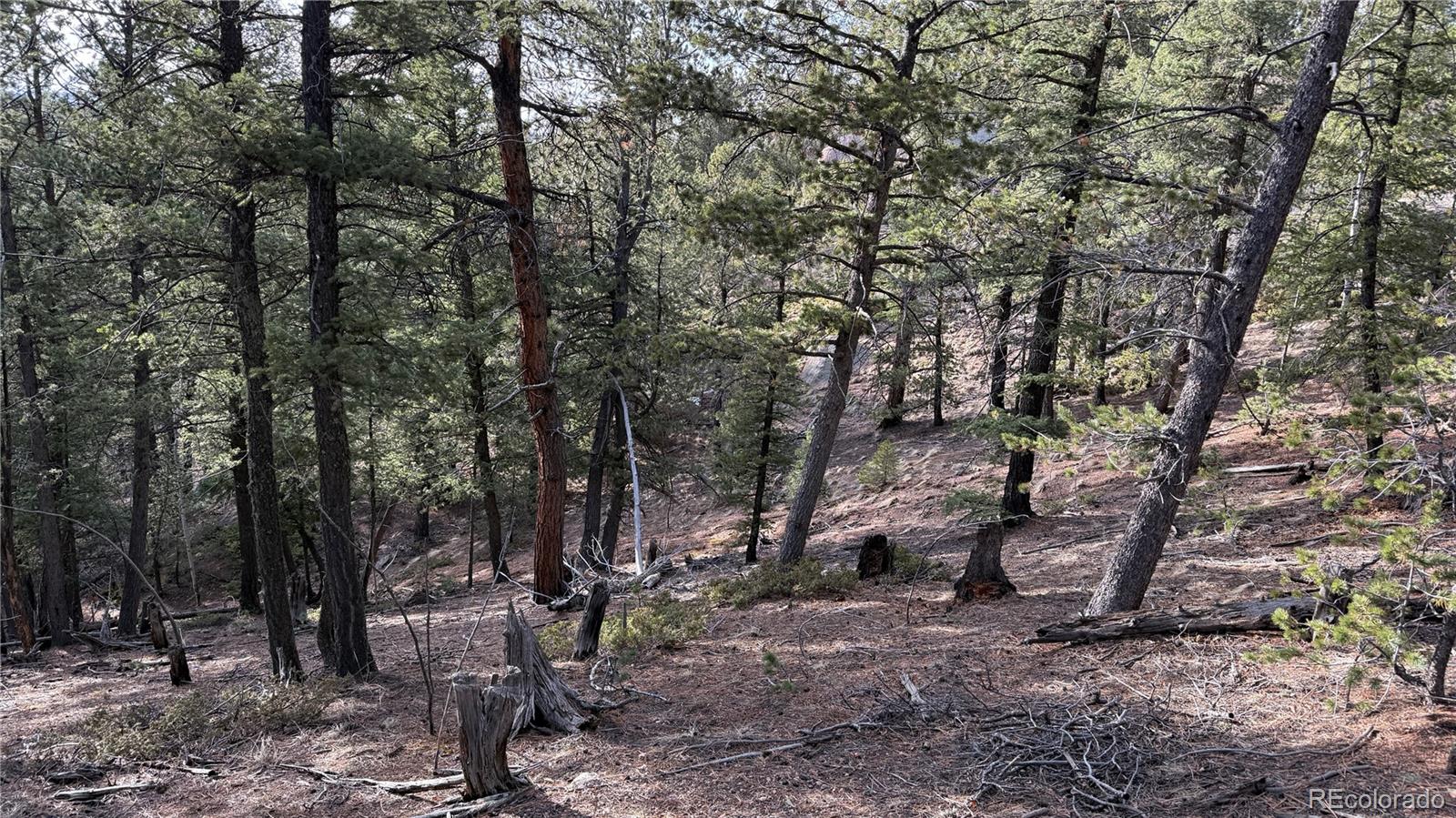 461 Paradiso Road Divide CO 80814