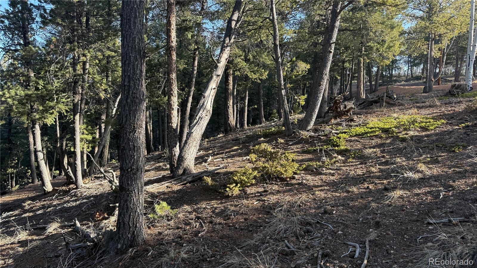 461 Paradiso Road Divide CO 80814