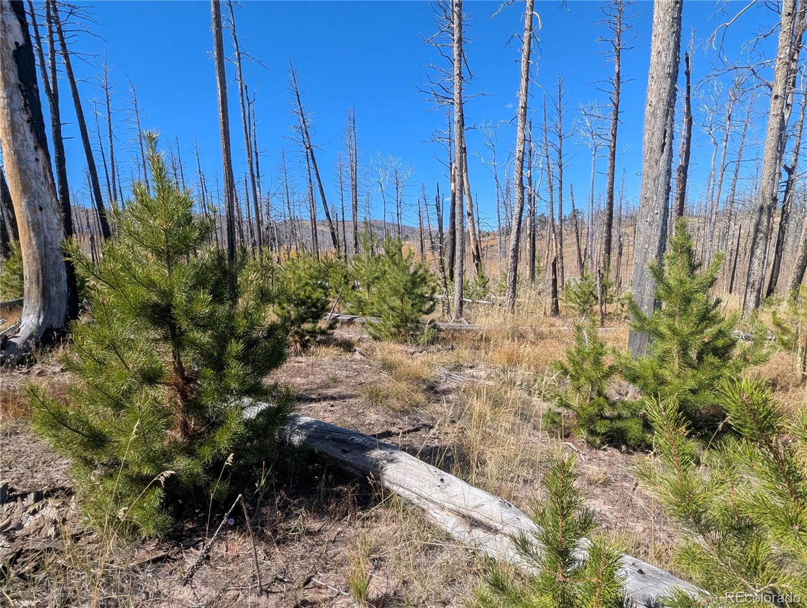 1708 Burgoyne Loop Fort Garland CO 81133