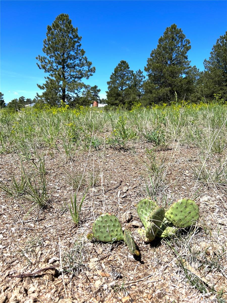 10290 Democrat Road Parker CO 80134
