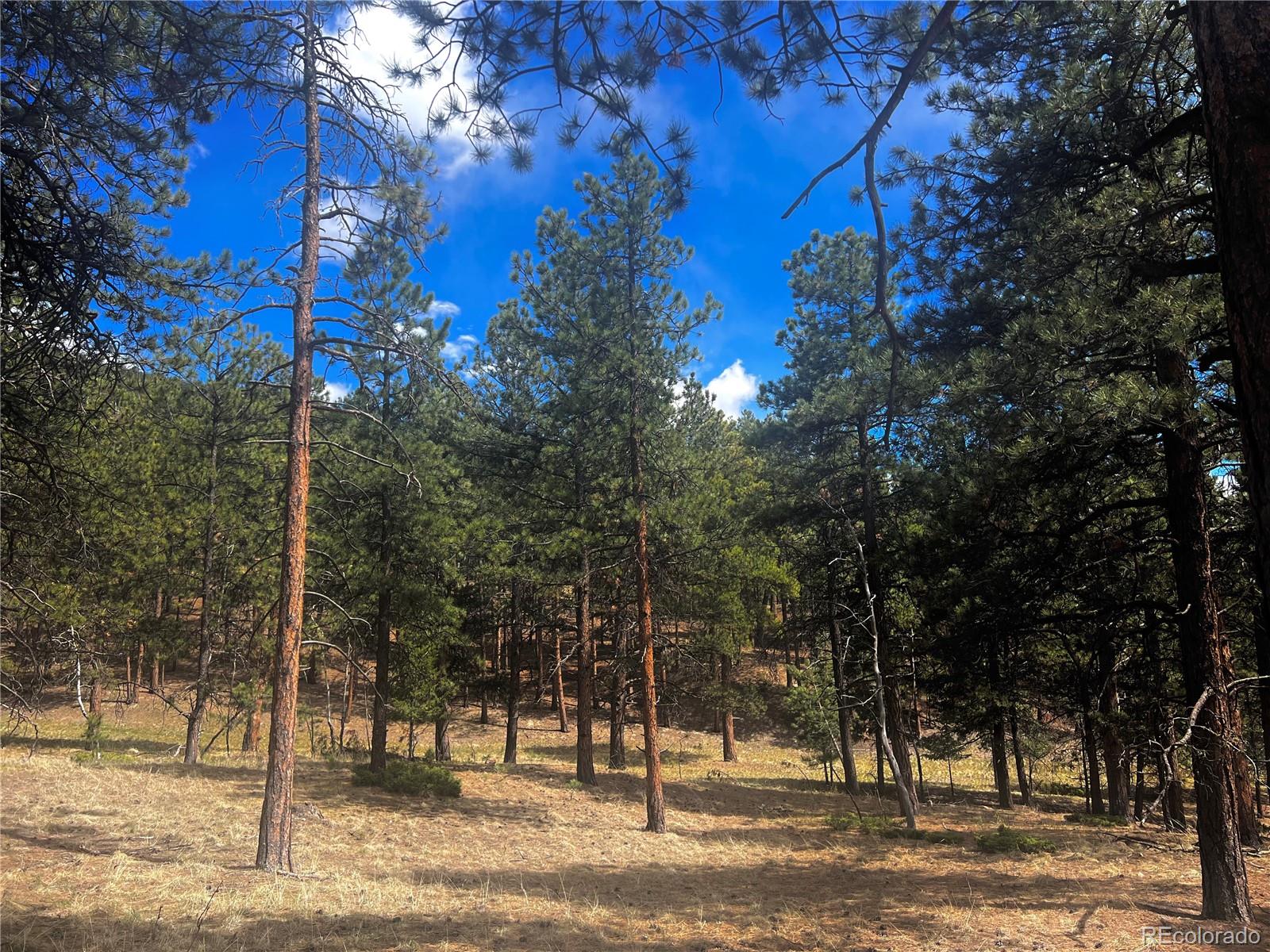 271 Thunder Ridge Woodland Park CO 80863