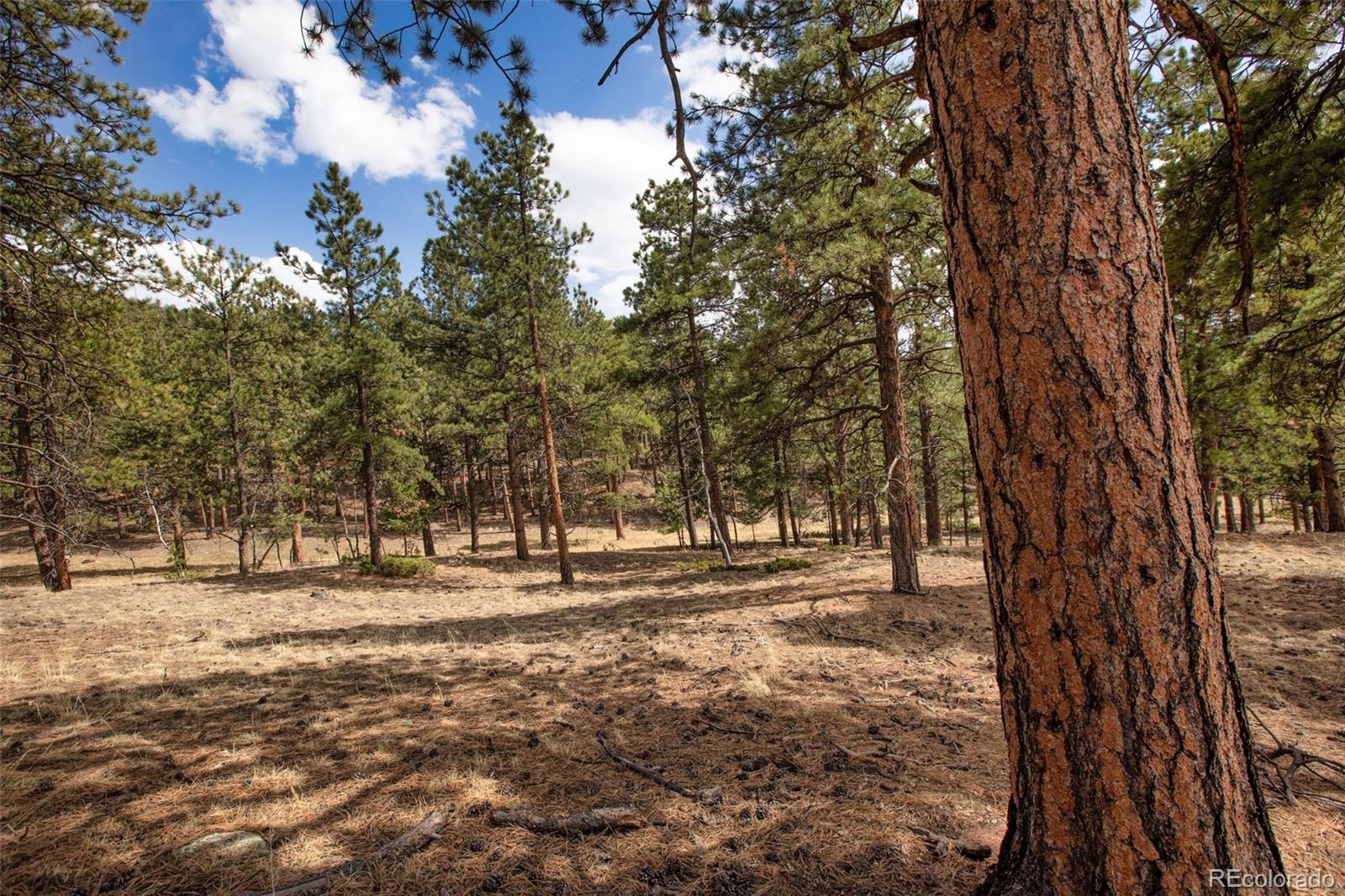 271 Thunder Ridge Woodland Park CO 80863