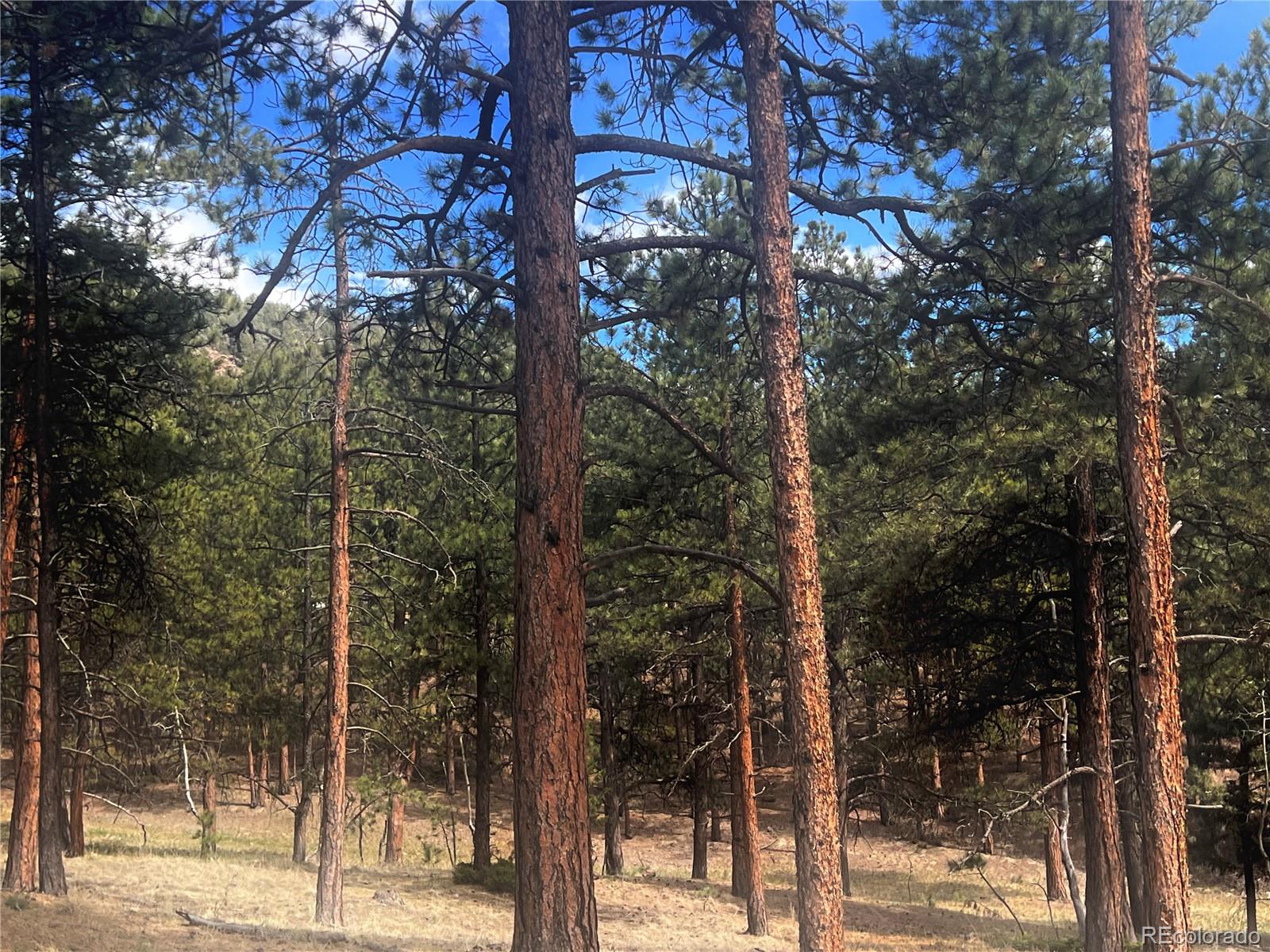 271 Thunder Ridge Woodland Park CO 80863