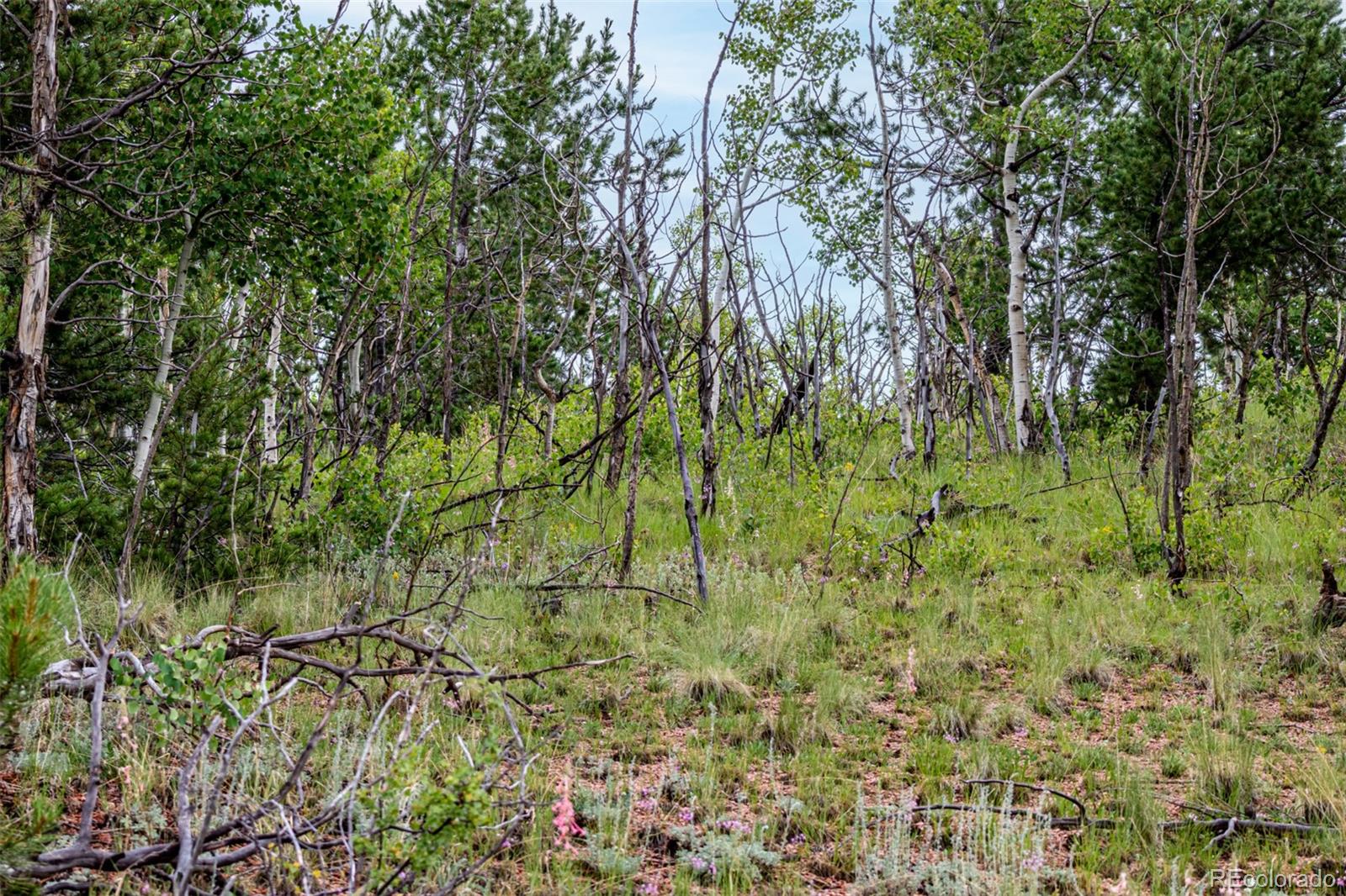 1693 Golden Cycle Circle Cripple Creek CO 80813
