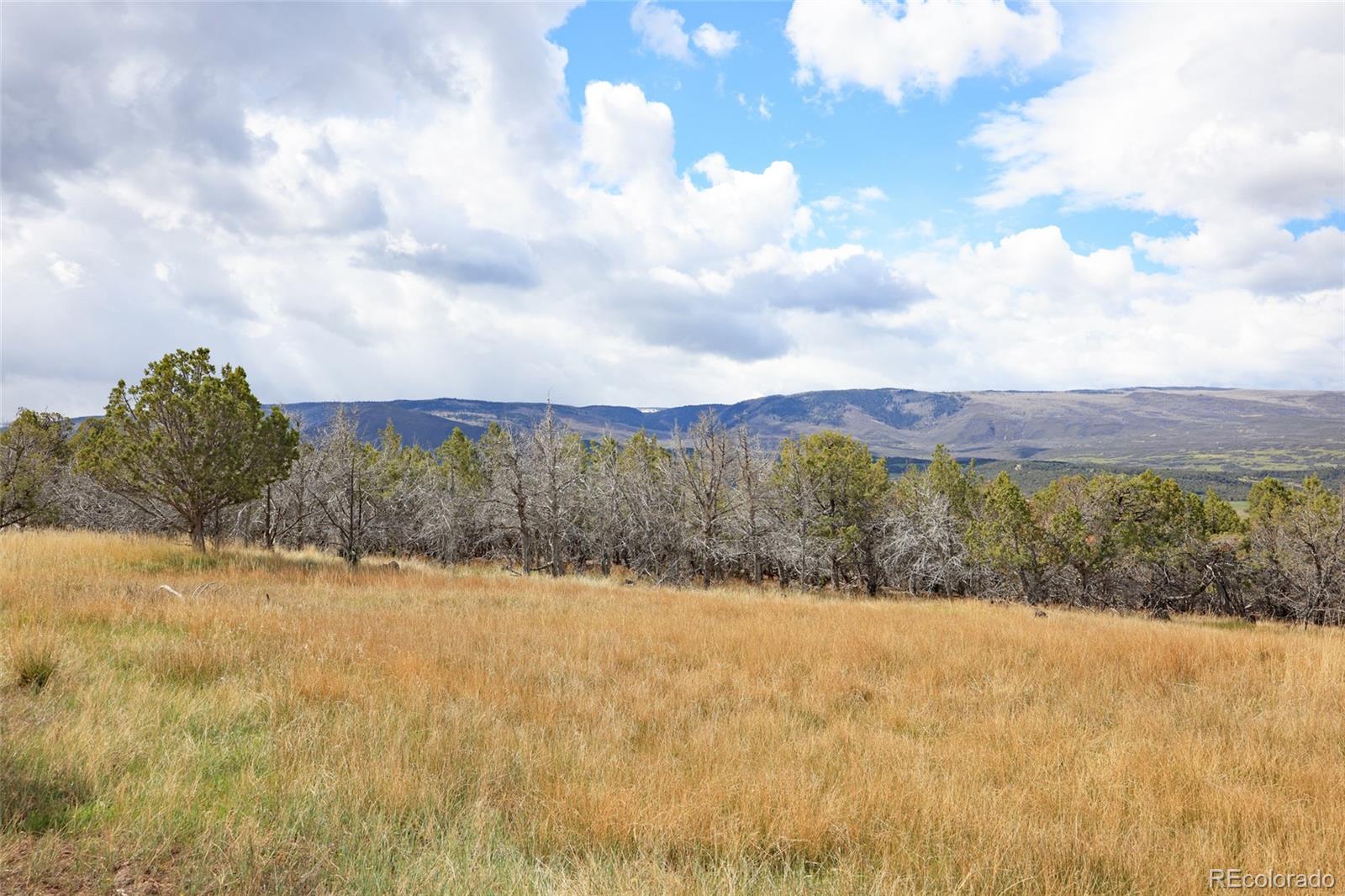 12705 55 Road Collbran CO 81624