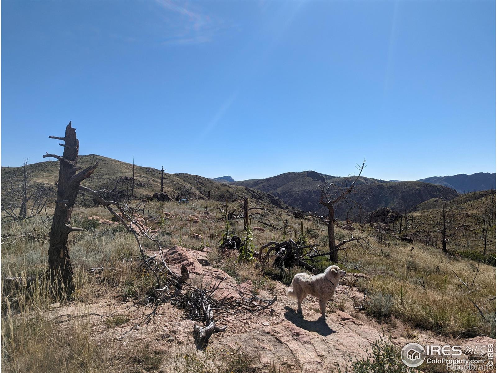 1360 Meadow Mountain Drive Livermore CO 80536