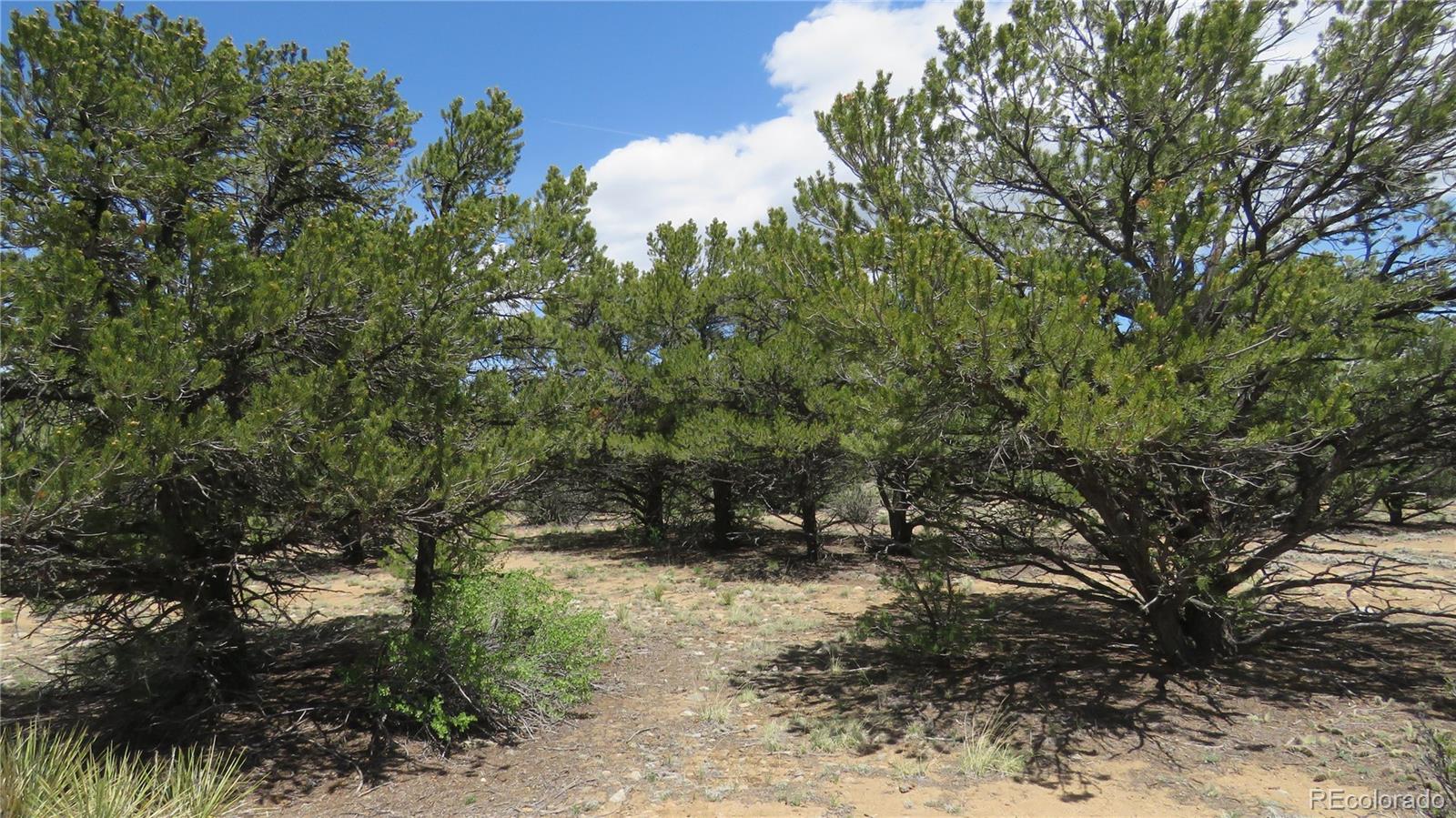 29266 Timber Ridge Buena Vista CO 81211