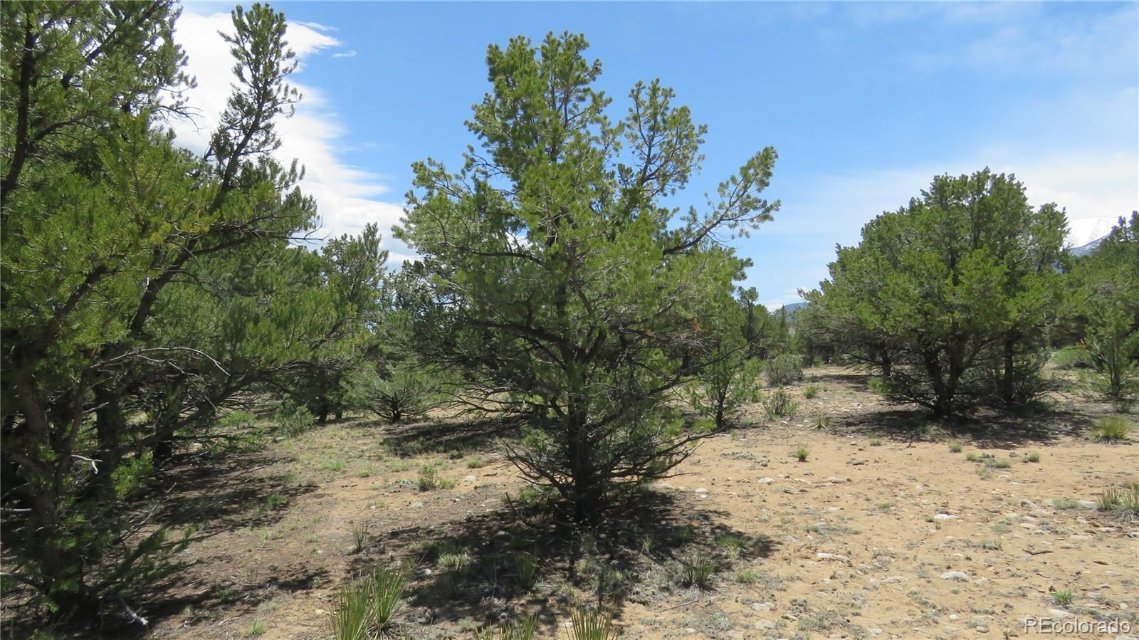29266 Timber Ridge Buena Vista CO 81211