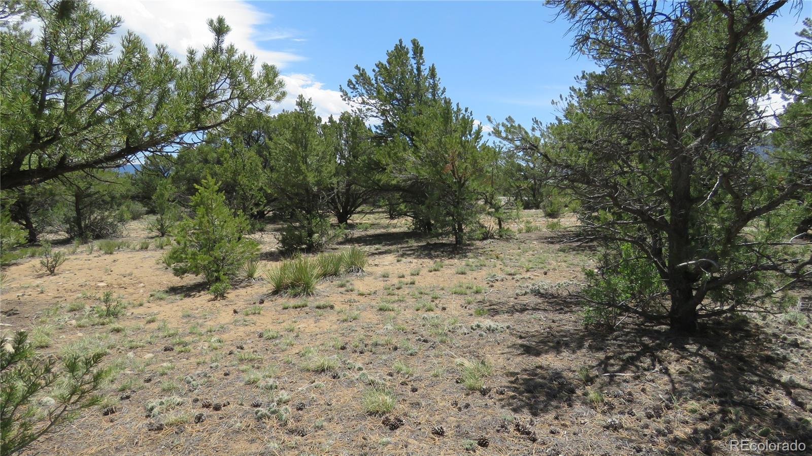 29266 Timber Ridge Buena Vista CO 81211