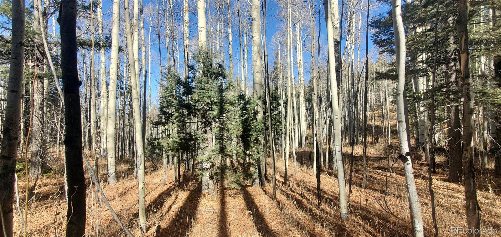 Lot 6060 Forbes Road San Luis CO 81152