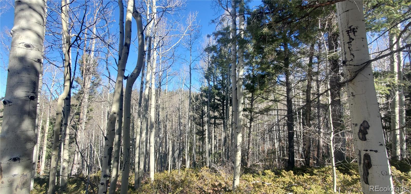 Lot 6060 Forbes Road San Luis CO 81152