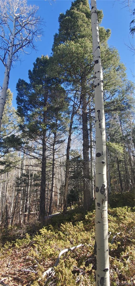 Lot 6060 Forbes Road San Luis CO 81152