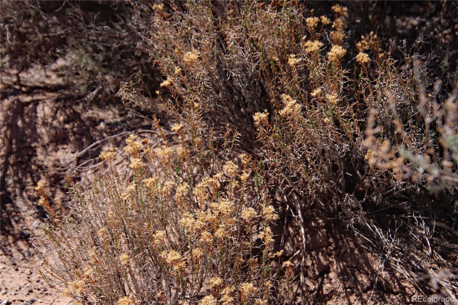 Lot 16 Gold Hawk San Luis CO 81152