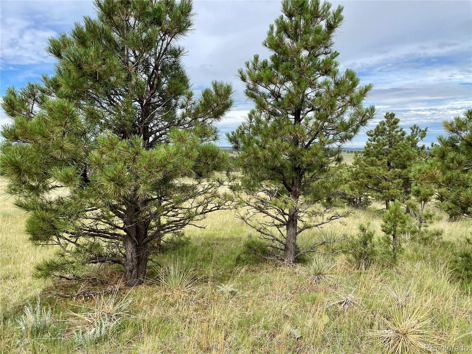 32011 Cattle Circle Ramah CO 80832