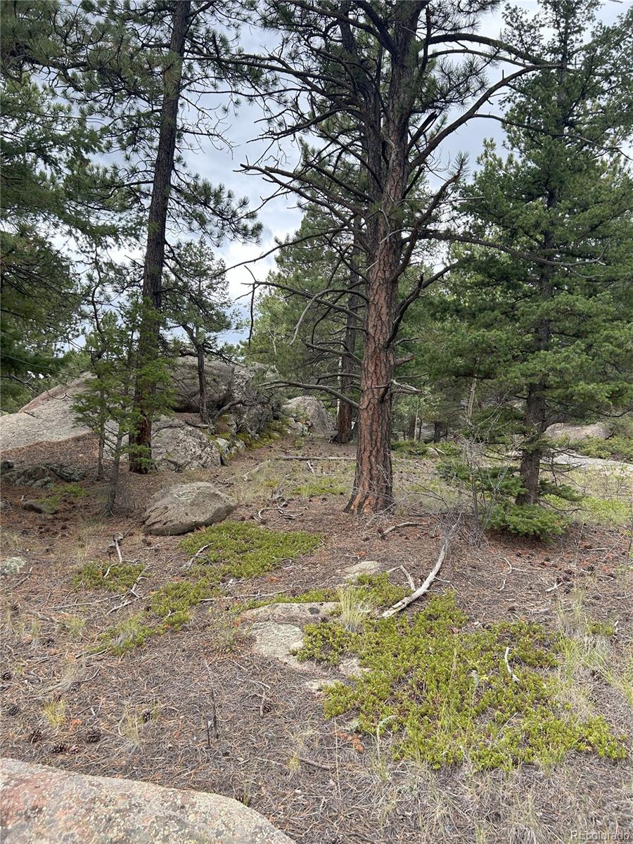 155 County Road 403 Florissant CO 80816