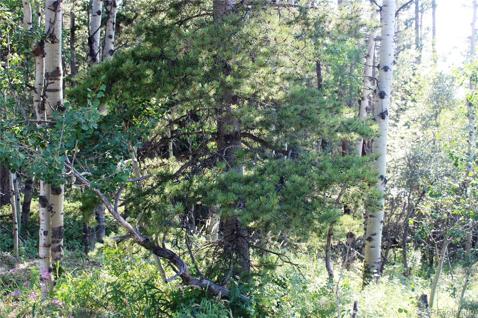 Lot 028 Sunflower Lane Black Hawk CO 80422