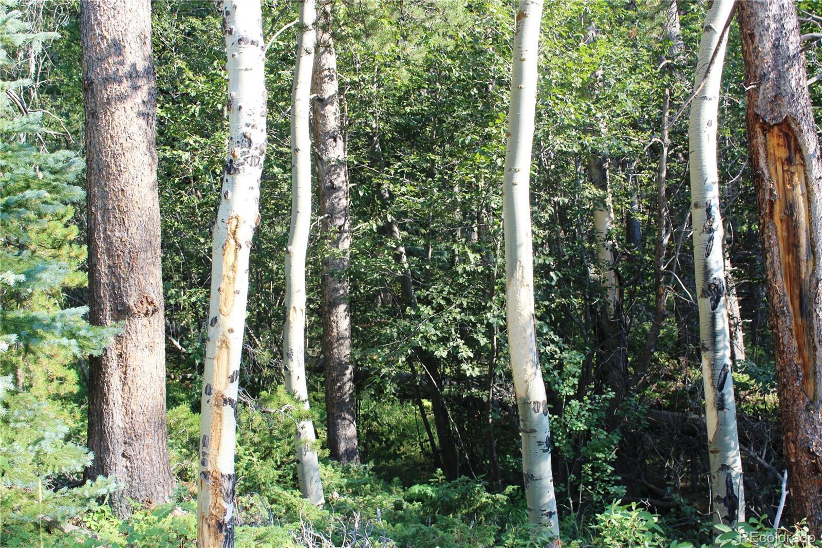 Lot 028 Sunflower Lane Black Hawk CO 80422