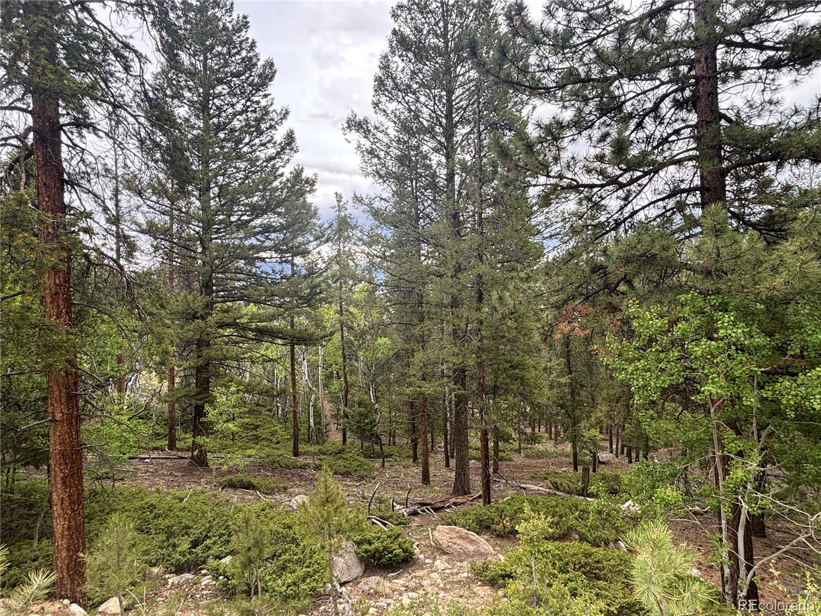 30304 Aspen Turn Buena Vista CO 81211
