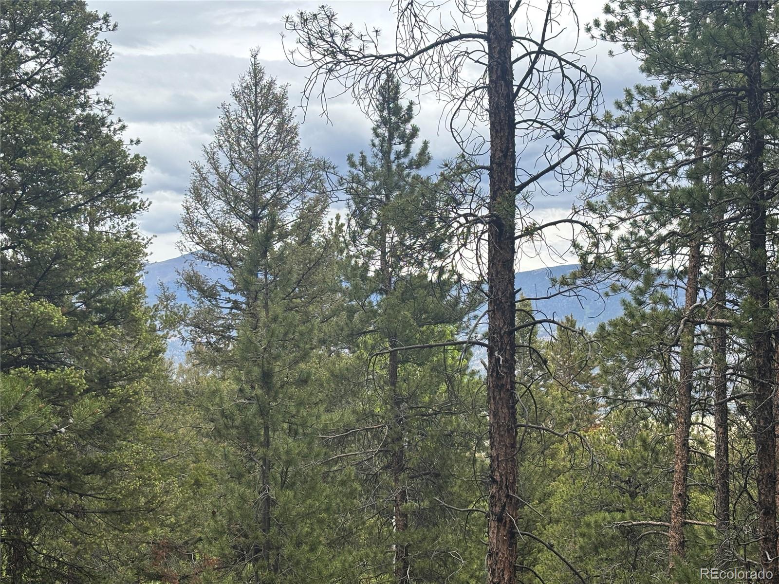 30304 Aspen Turn Buena Vista CO 81211