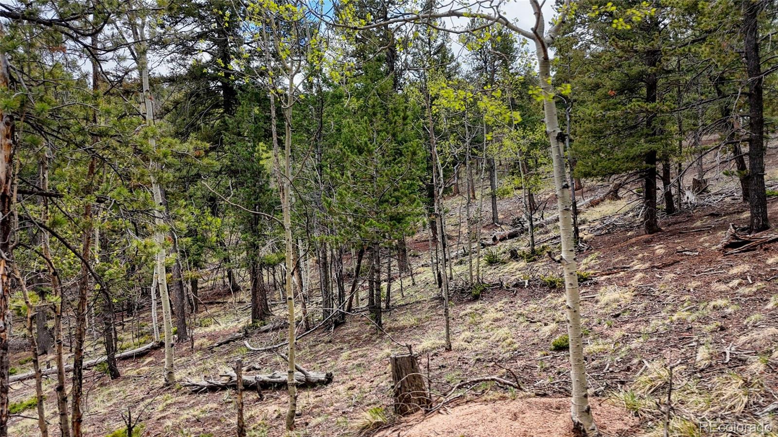 259 Potlatch Trail Woodland Park CO 80863