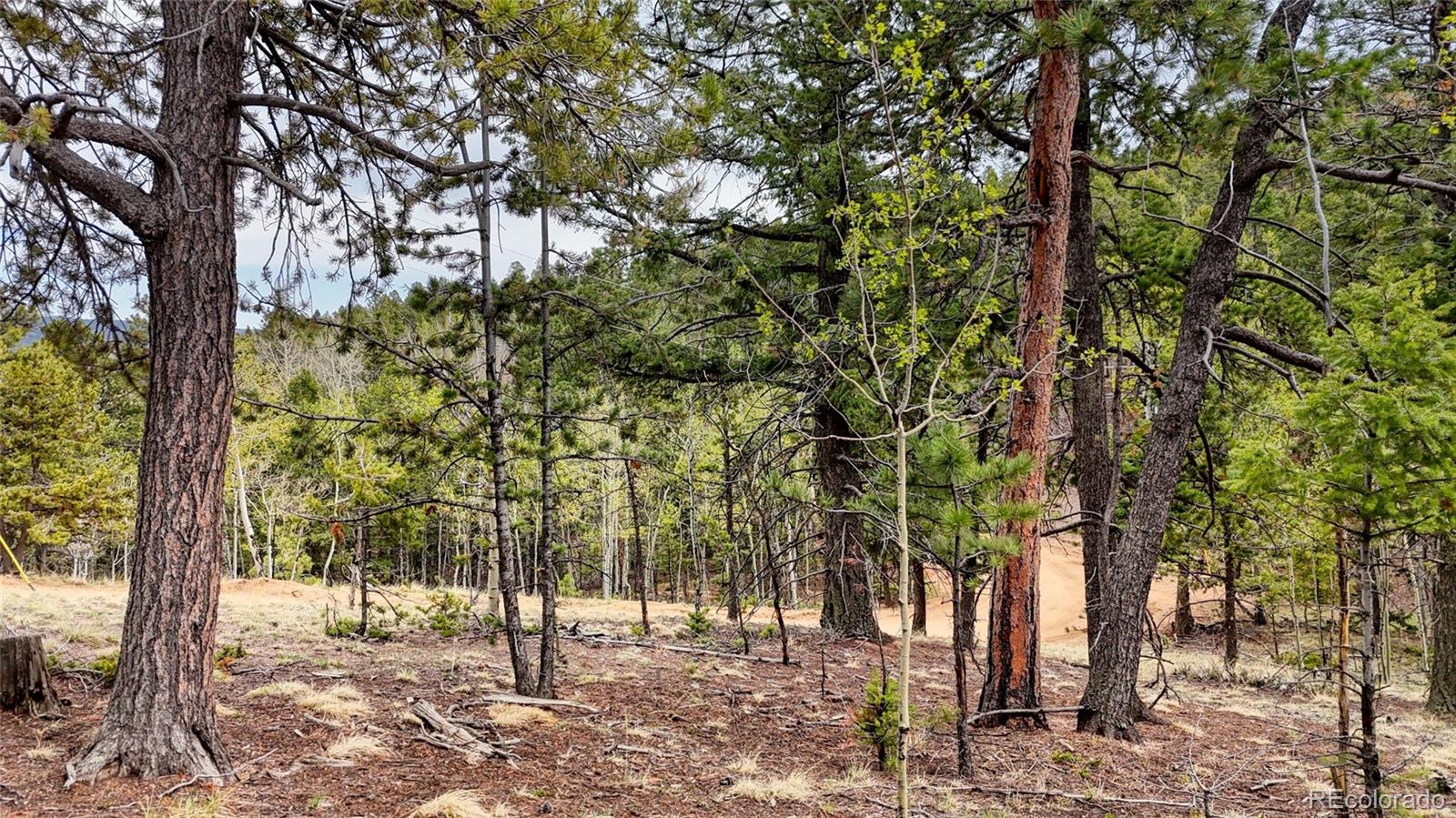 259 Potlatch Trail Woodland Park CO 80863