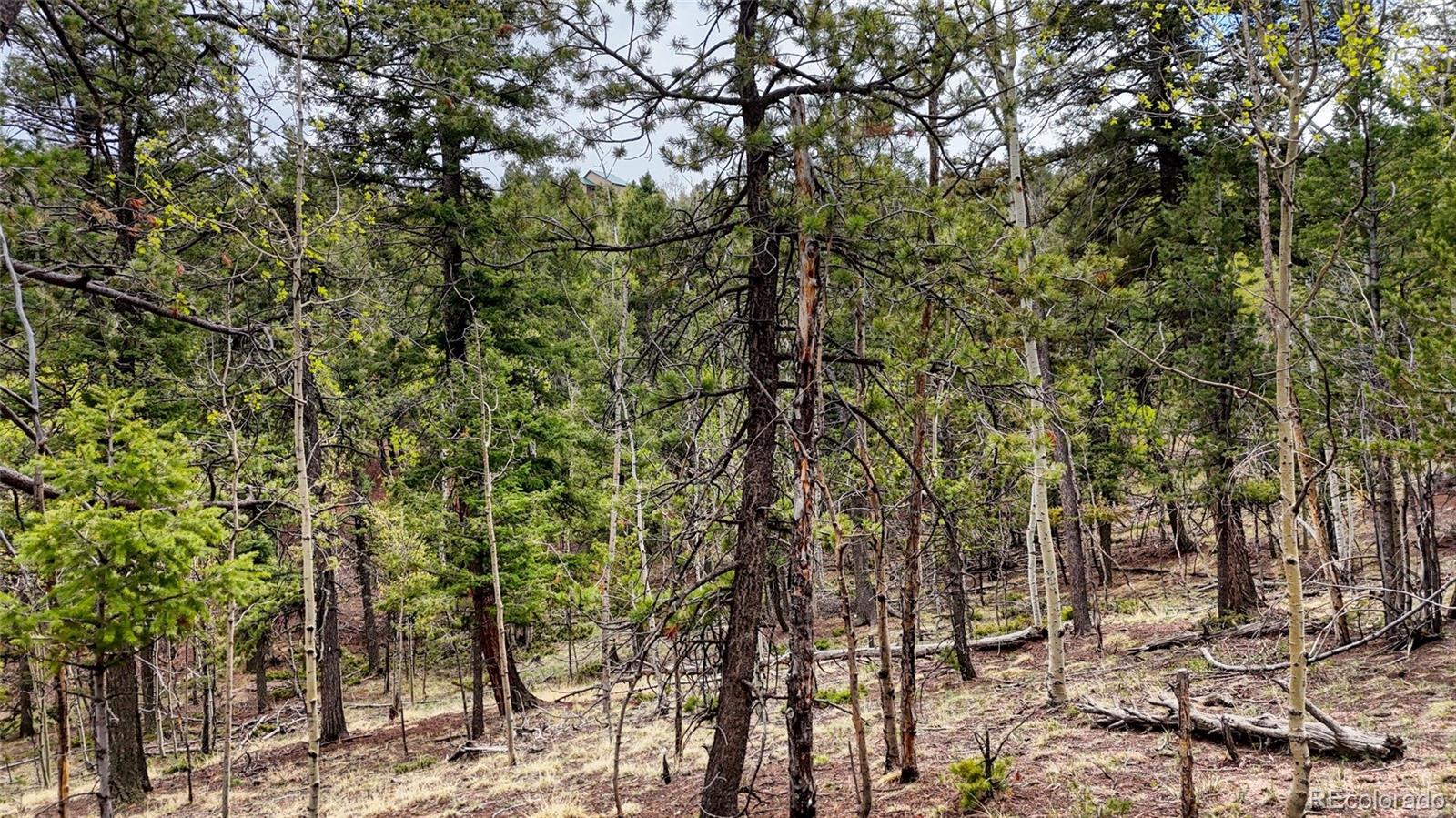 259 Potlatch Trail Woodland Park CO 80863