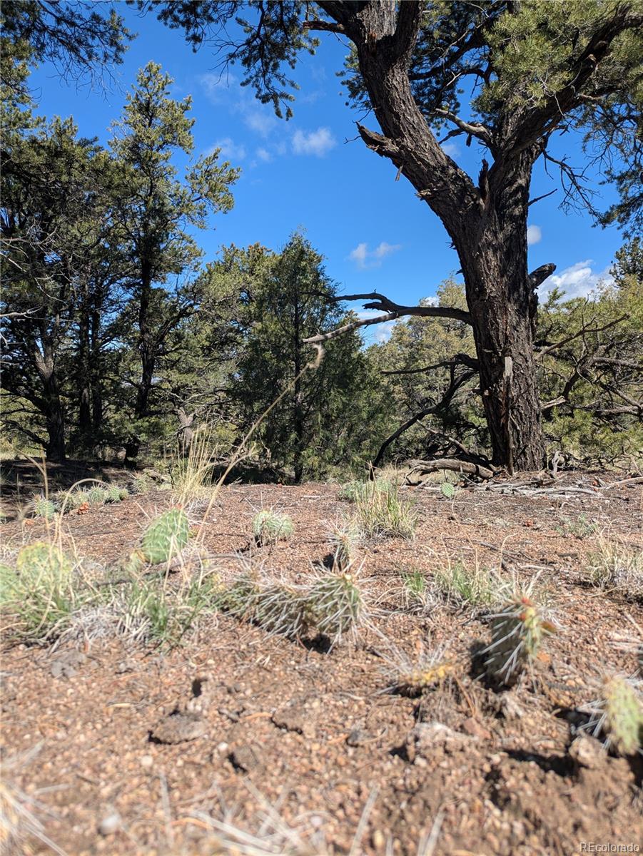 1814 Lobo Point Crestone CO 81131
