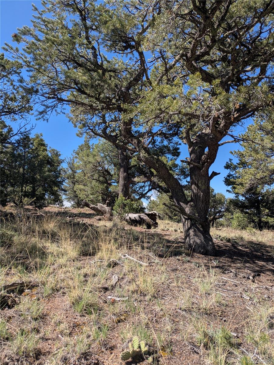 1814 Lobo Point Crestone CO 81131