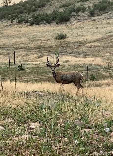 223 Stone Canyon Road Lyons CO 80540