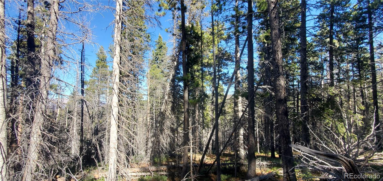 Lot 2999 & 2998 Drexler Place Fort Garland CO 81133