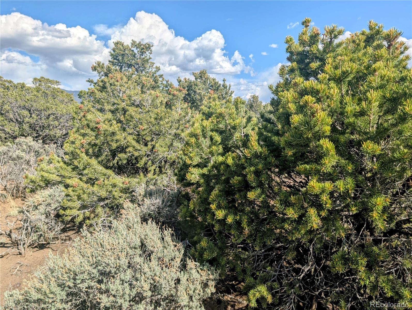 35 Acres Elk Park Road San Luis CO 81152