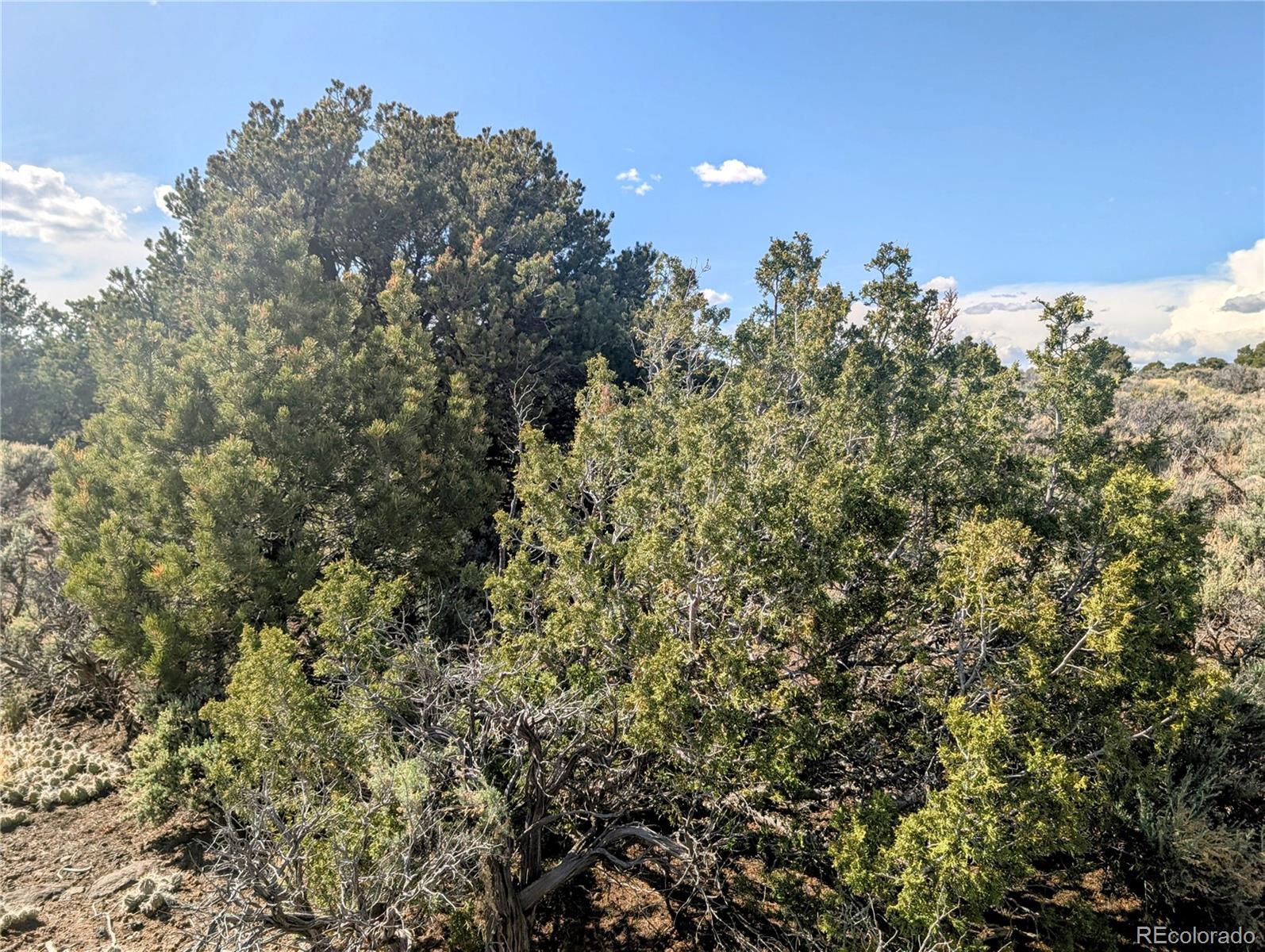 35 Acres Elk Park Road San Luis CO 81152