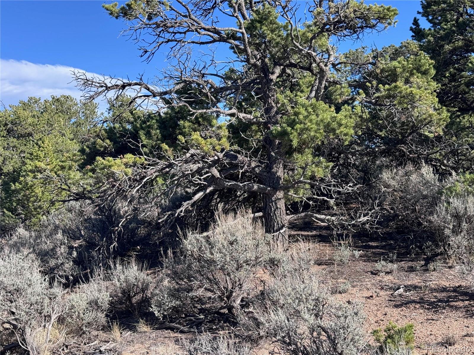 Lot 3292 Geneen Road Fort Garland CO 81133