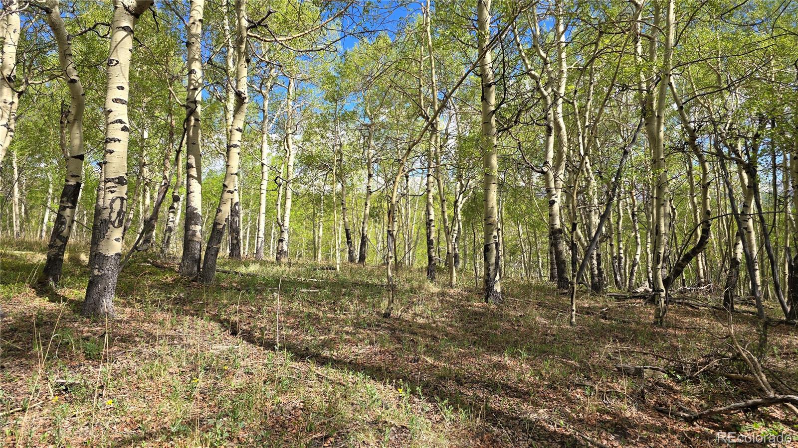 64121 Ryland Road Fort Garland CO 81133