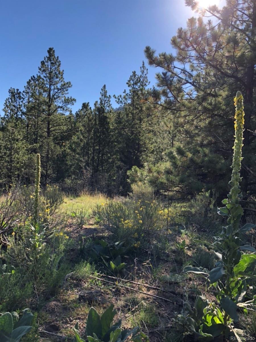 2871 Marcey Road Westcliffe CO 81252