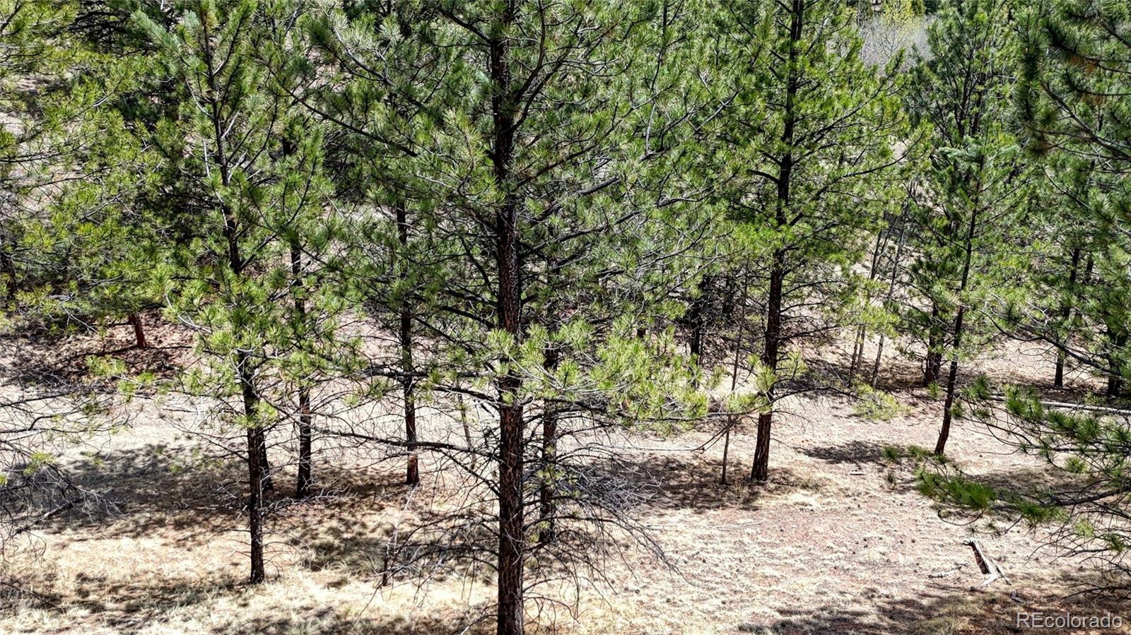16 View Circle Florissant CO 80816