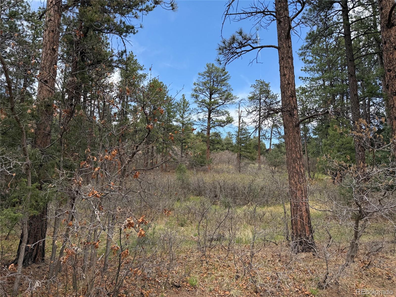 4885 Red Rock Drive Larkspur CO 80118