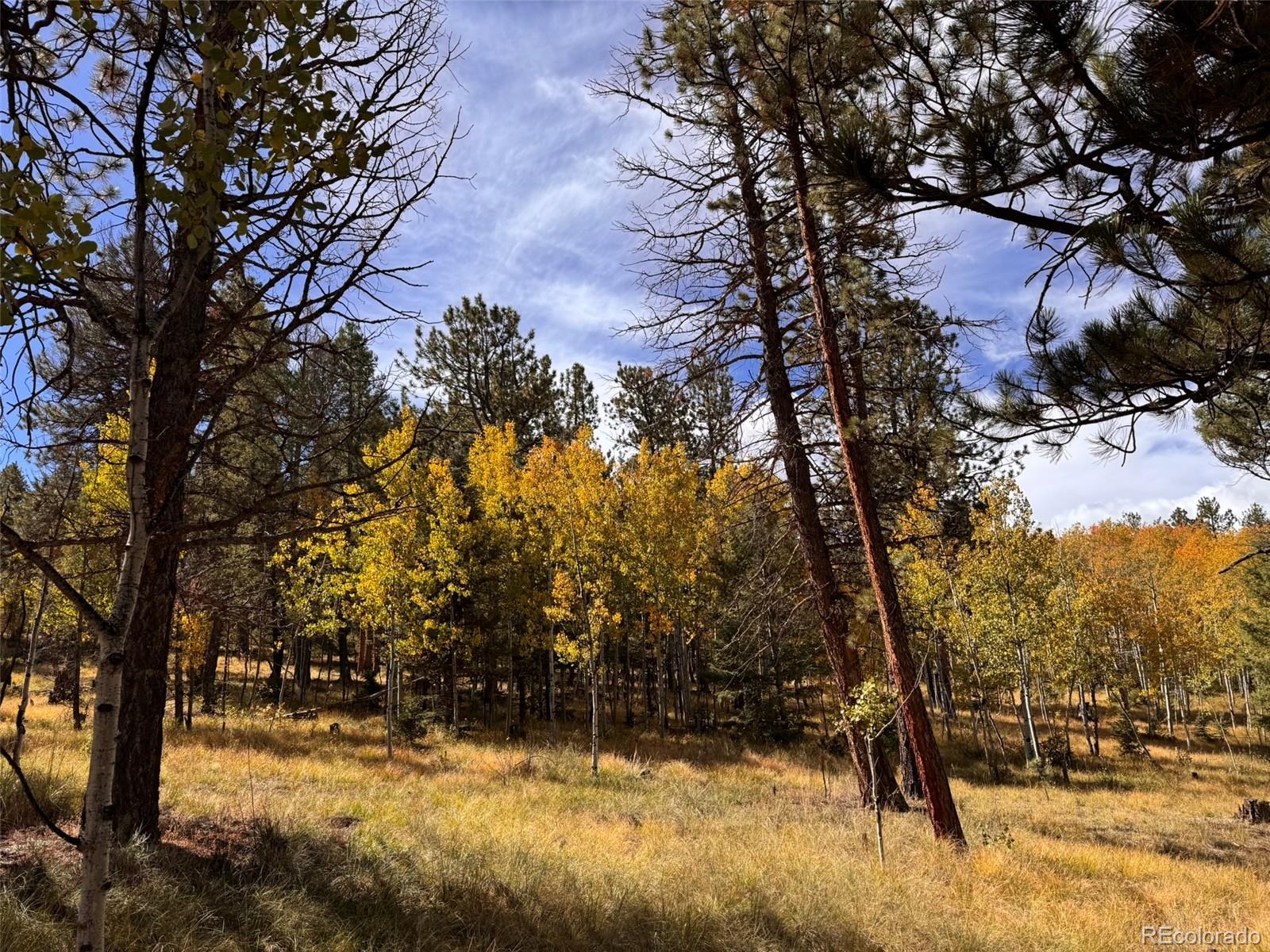Lot 20 Echo Lake Drive Florissant CO 80827