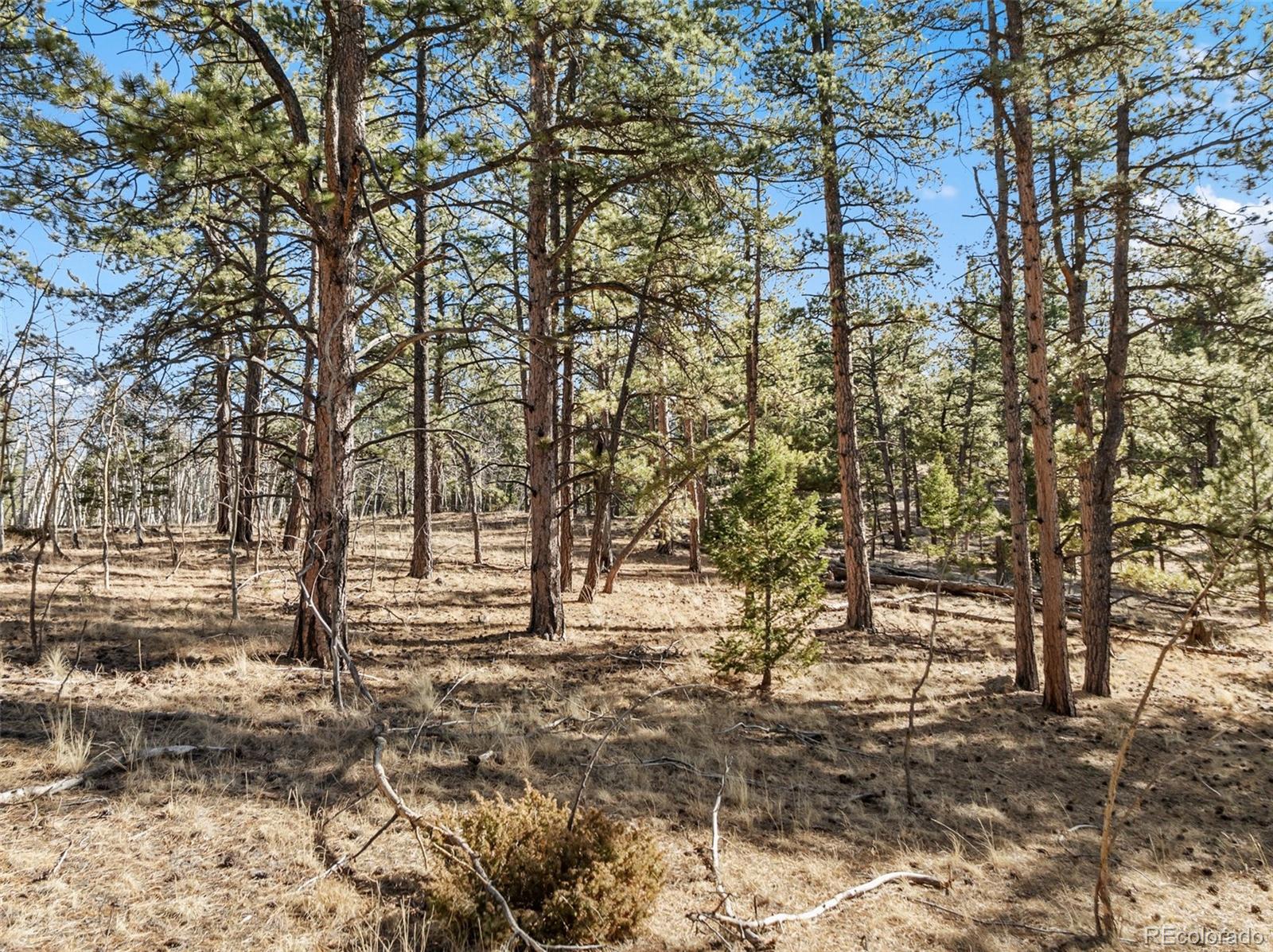 Lot 20 Echo Lake Drive Florissant CO 80827
