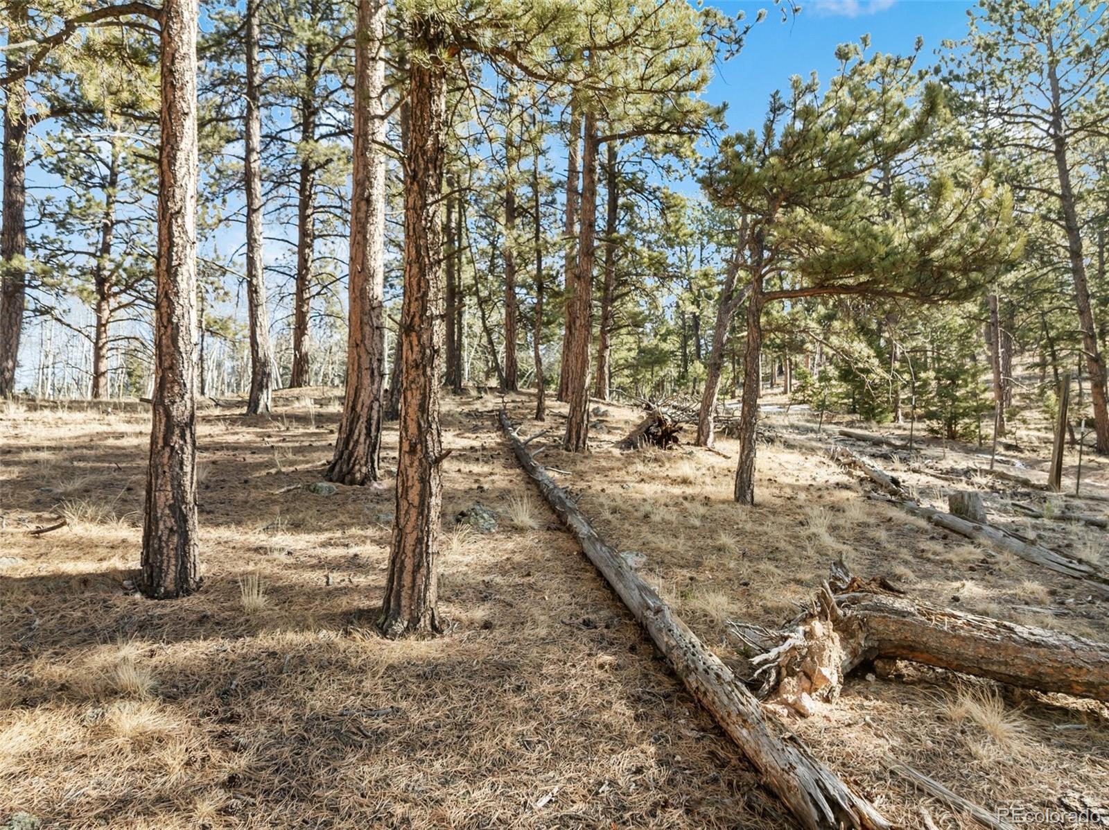 Lot 20 Echo Lake Drive Florissant CO 80827