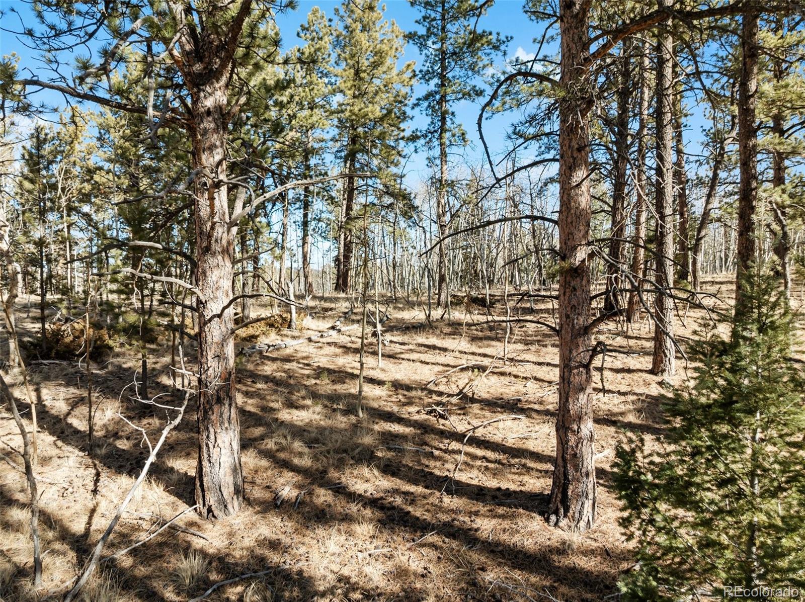 Lot 20 Echo Lake Drive Florissant CO 80827