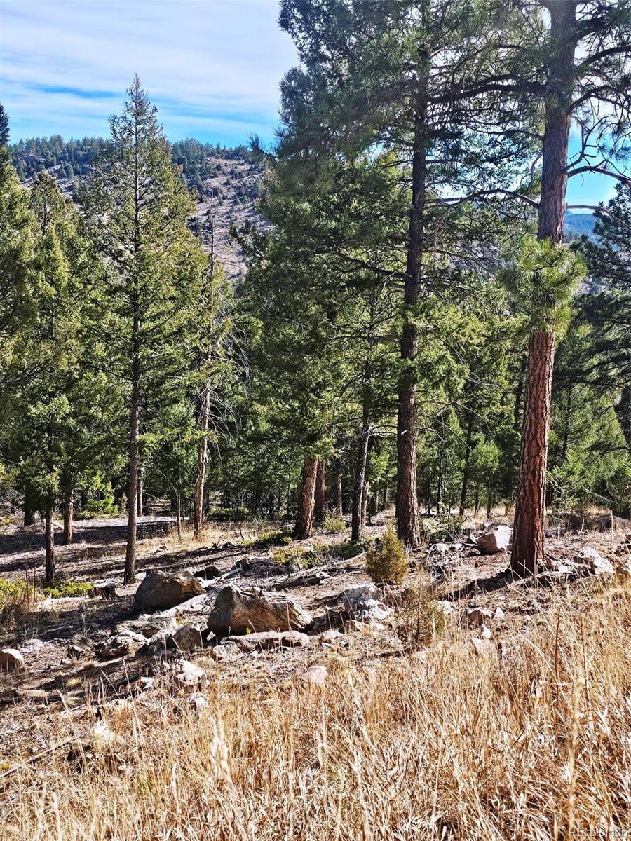 14794 Wetterhorn Peak Trail Pine CO 80470