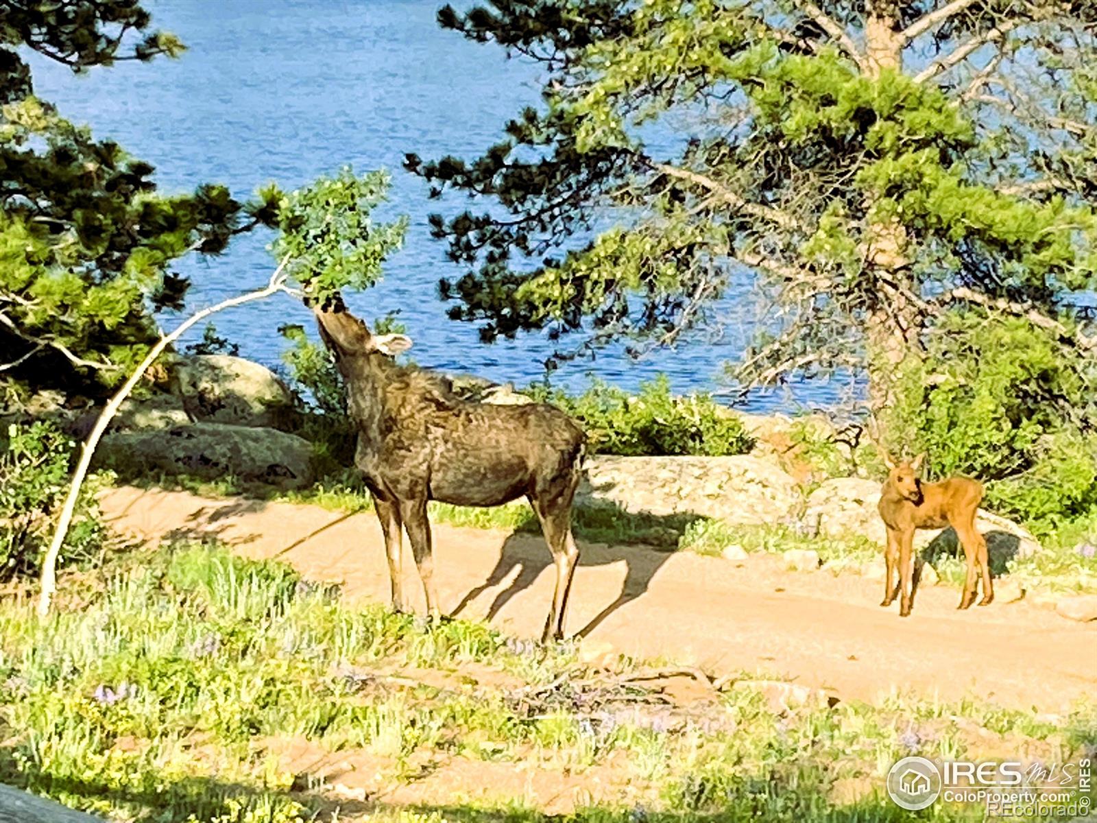 3 Fox Meadow Lane Red Feather Lakes CO 80545