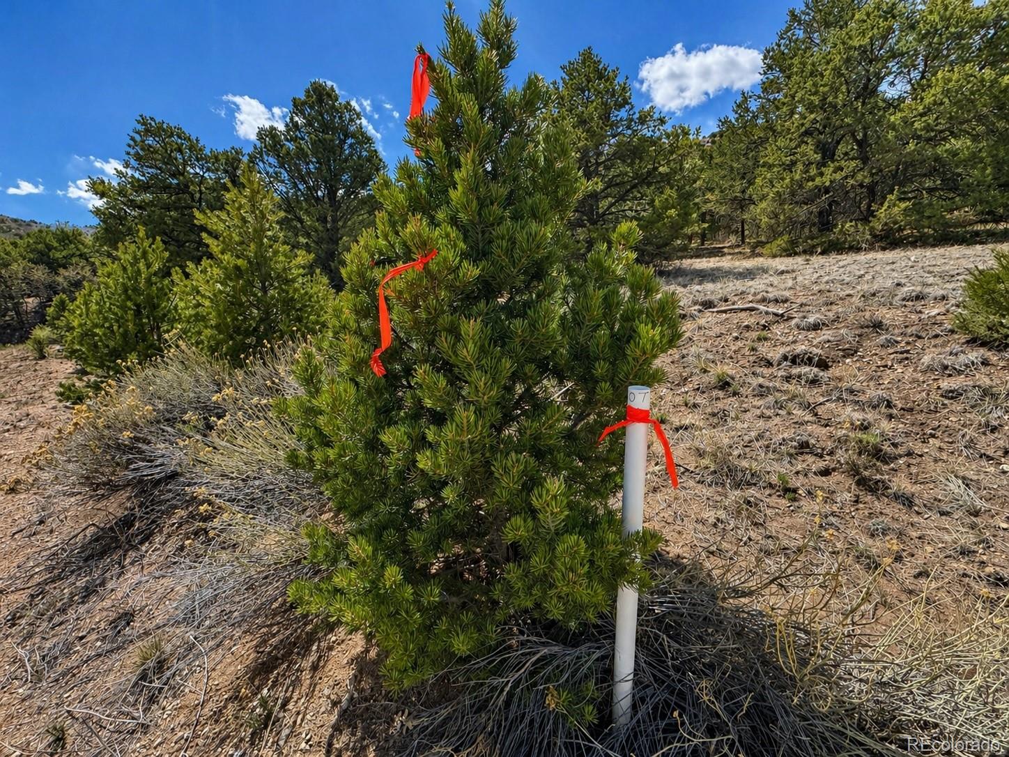 Tbd - Lot 36 Corral N Texas Creek CO 81223