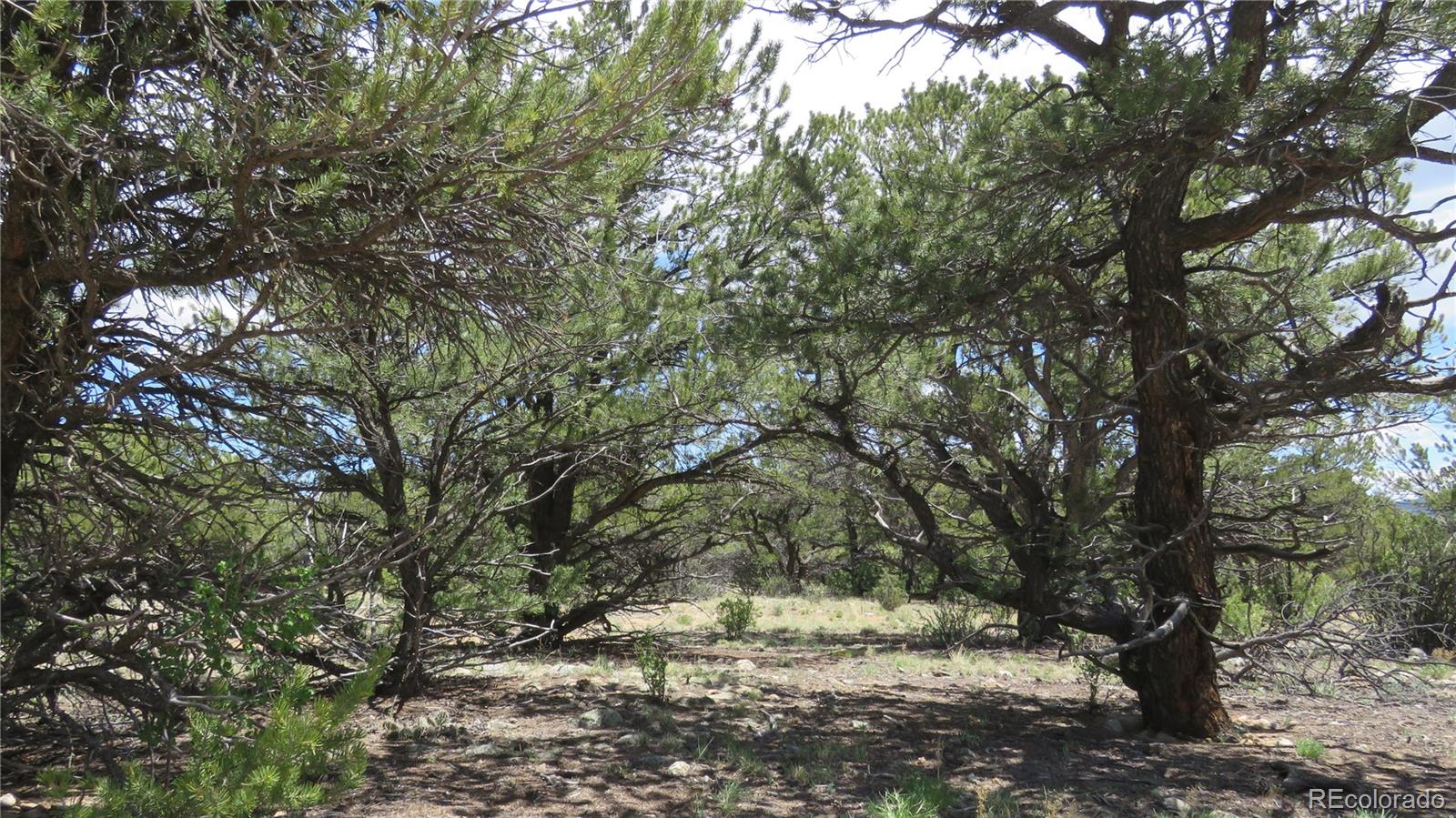 28922 Timber Ridge Buena Vista CO 81211