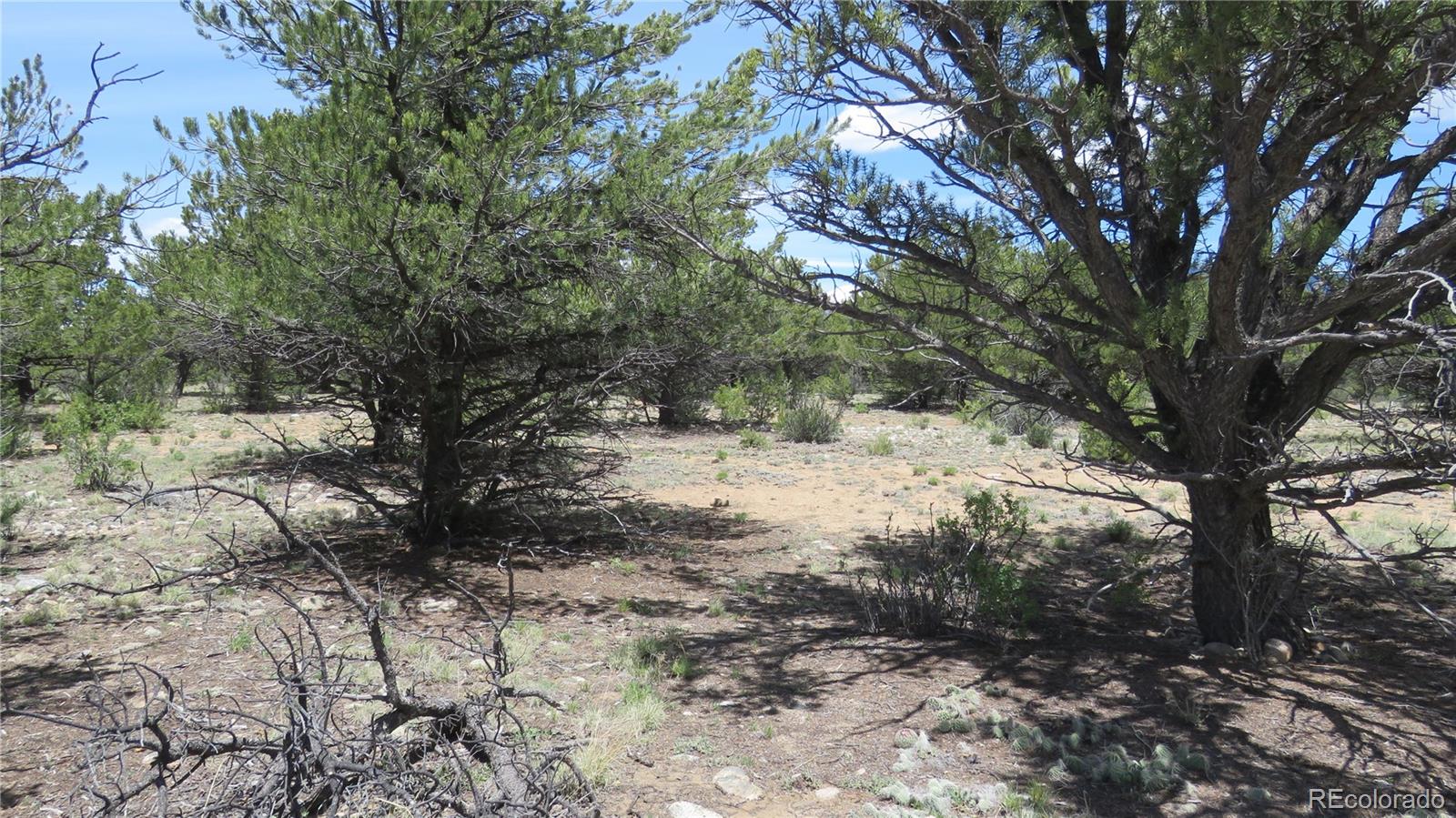 28922 Timber Ridge Buena Vista CO 81211