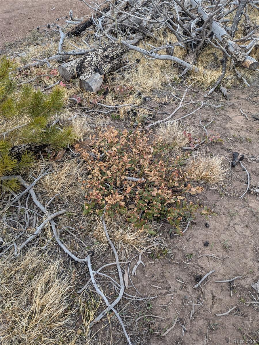 Lot 2296 Wohlstetter Loop Fort Garland CO 81133