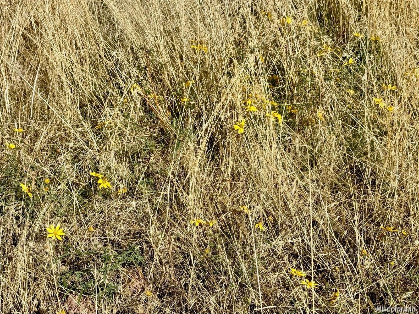 Lot 1005 Foy Place Fort Garland CO 81133