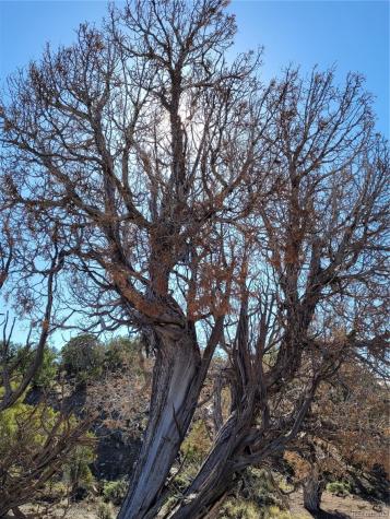 650 Pinon Crest Way McCoy CO 80463