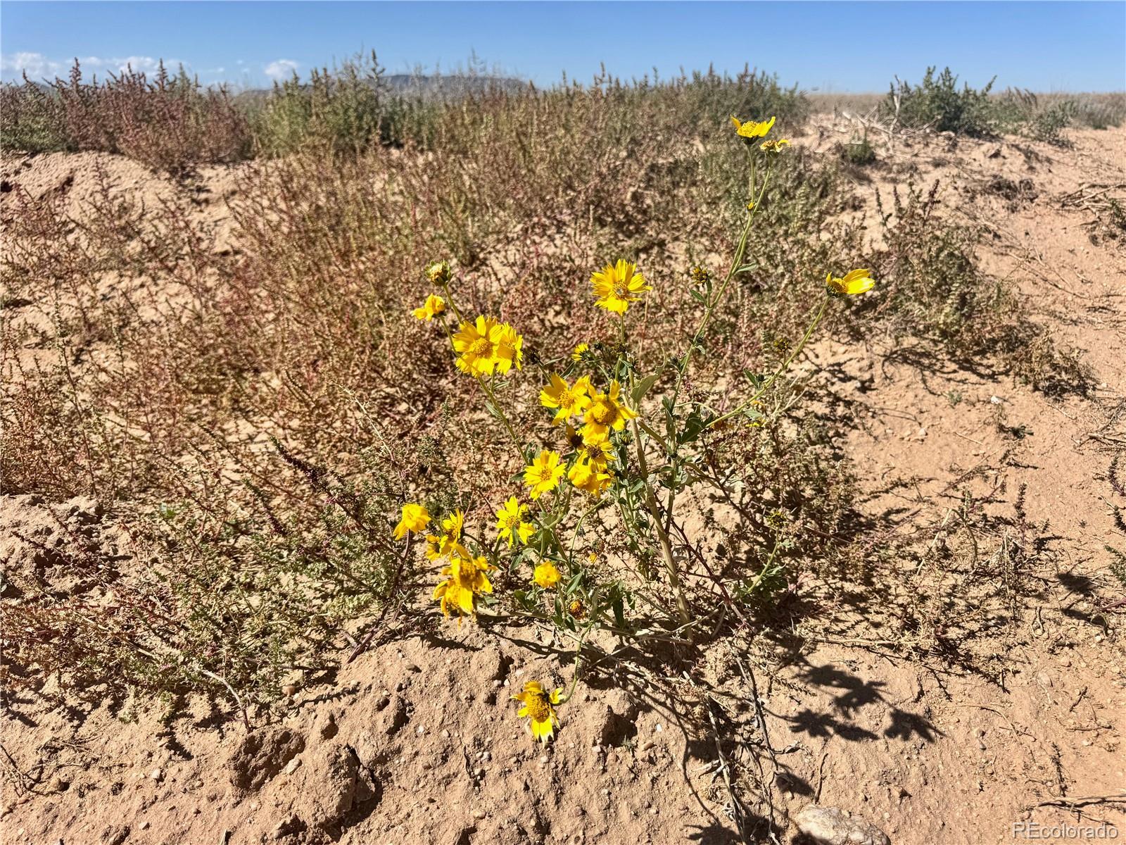 Lot 81 Jason Trail San Luis CO 81152